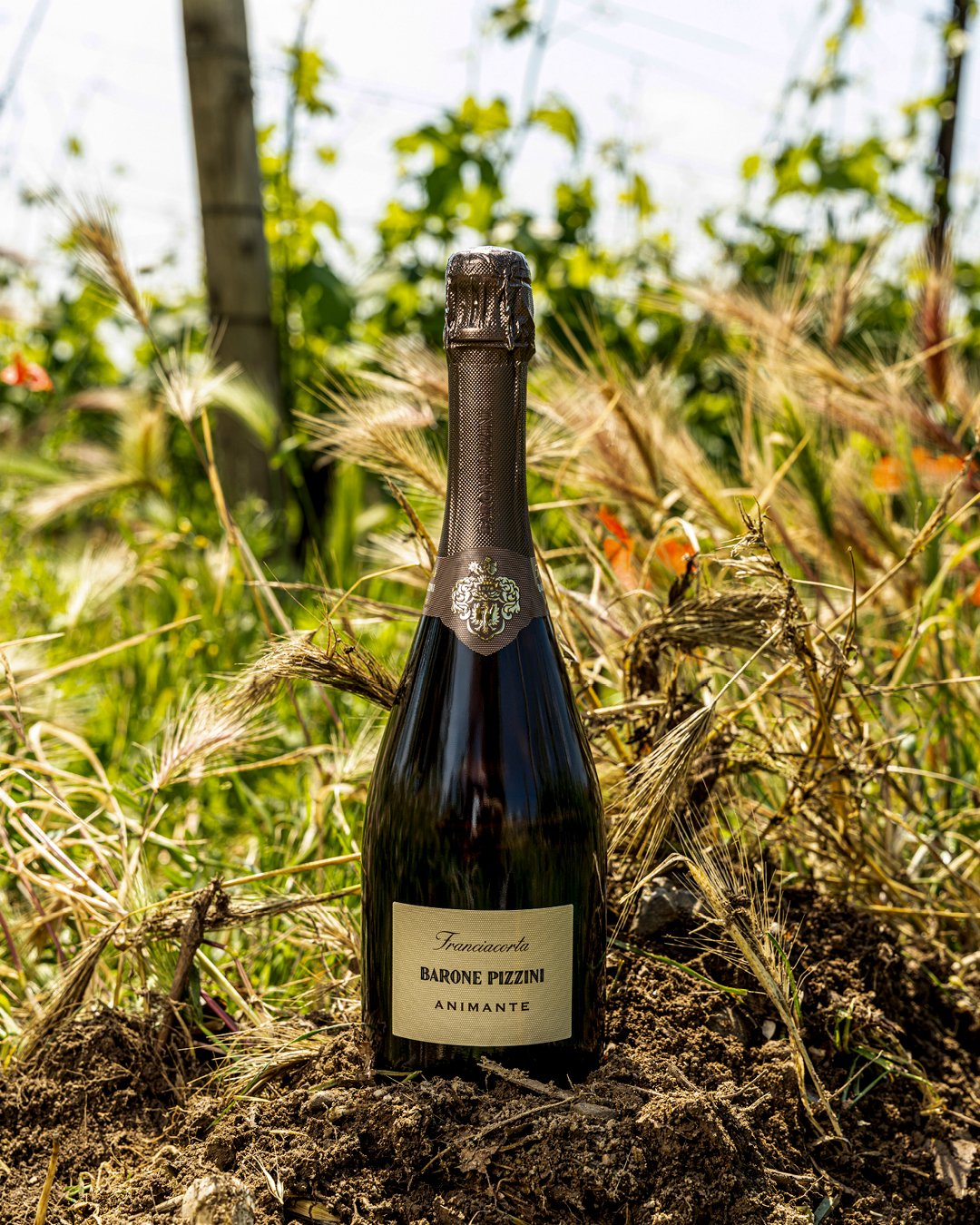 Bottiglia di Franciacorta Barone Pizzini Animante con capsula bronzo, appoggiata sulla terra tra spighe e erba in un vigneto